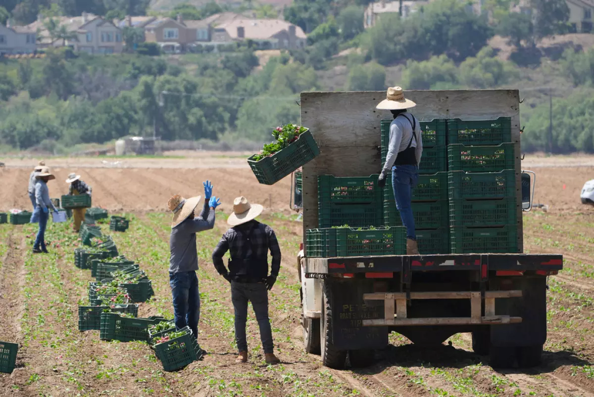 La agricultura del Valle Central se prepara para las redadas de ICE a medida que se acercan las cosechas
