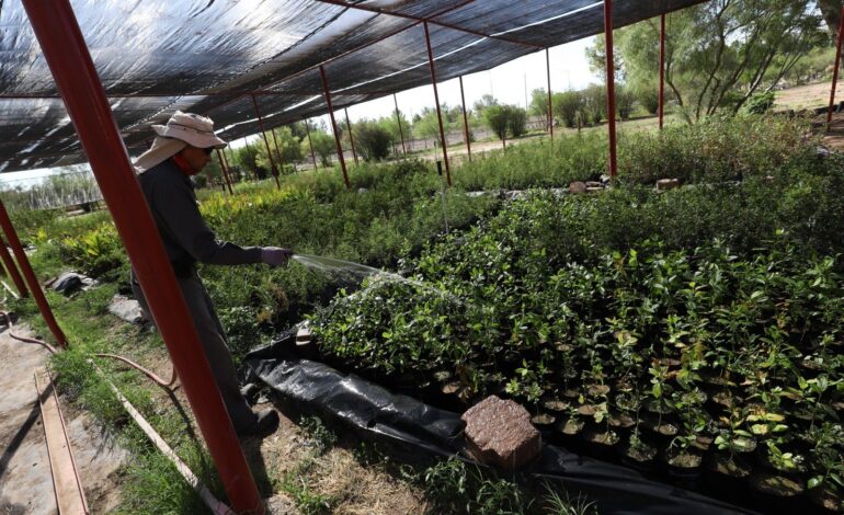 Alistan casi 7 mil árboles para áreas públicas y escuelas