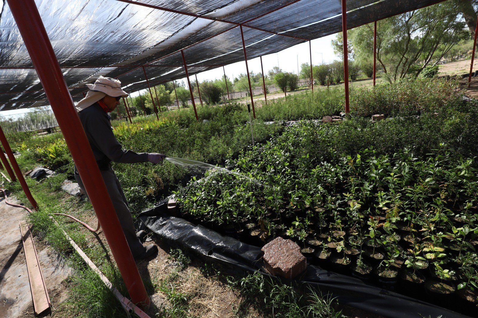 Alistan casi 7 mil árboles para áreas públicas y escuelas