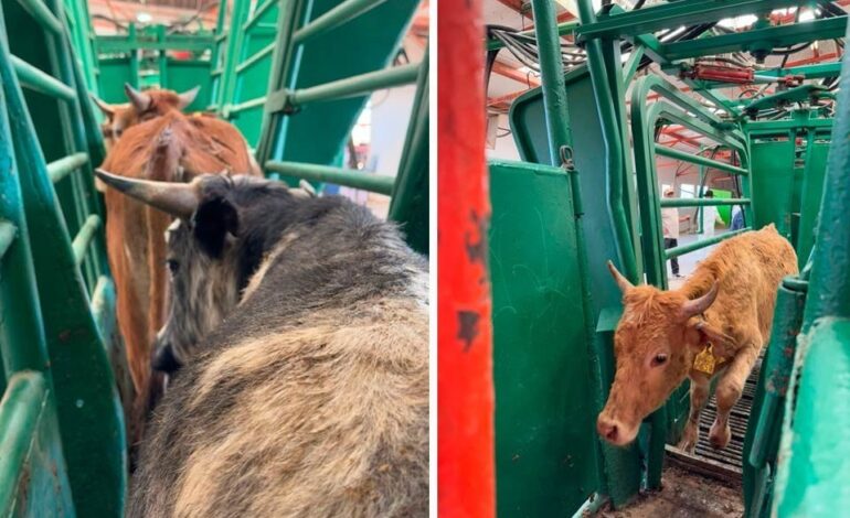 Listas para cruzar, primeras 70 mil cabezas de ganado