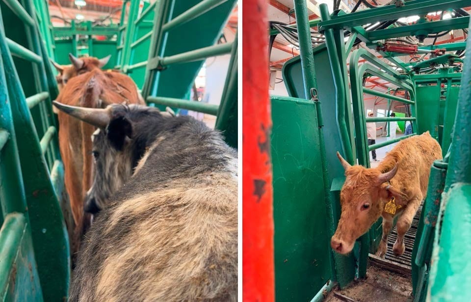 Listas para cruzar, primeras 70 mil cabezas de ganado