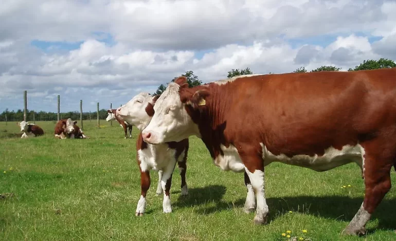 Genera pérdidas por 400 mdd cierre al ganado