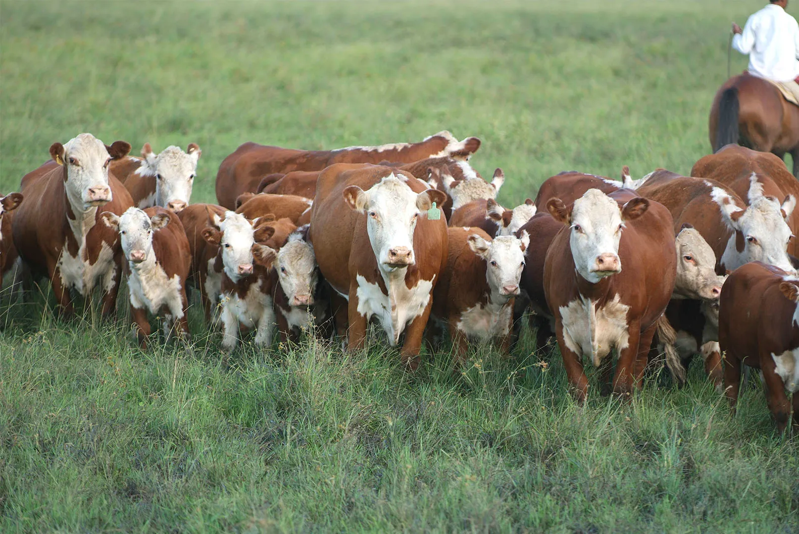 Ganaderos de Chihuahua colocan en el mercado nacional 91 mil reses varadas por cierre fronterizo