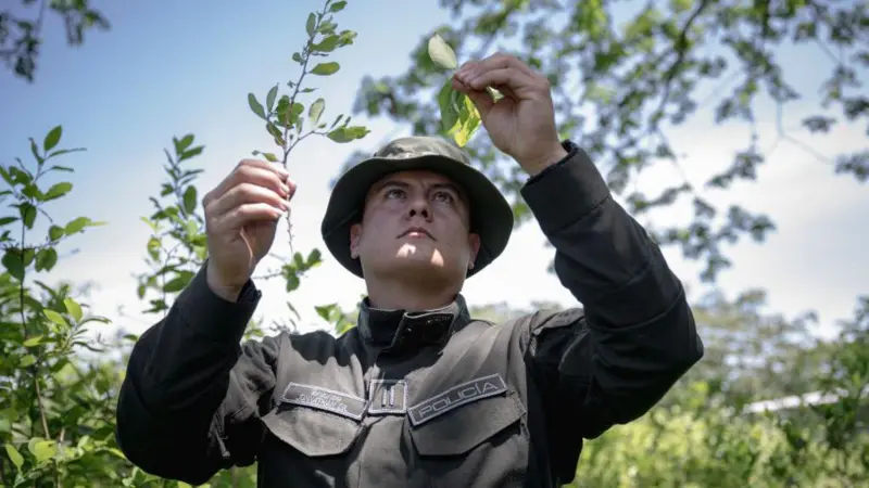 Qué significa que EE.UU. retire a Colombia la certificación en la lucha contra el narcotráfico