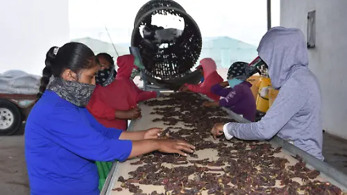 Inicia la temporada de producción de Chipotle en Camargo Chihuahua