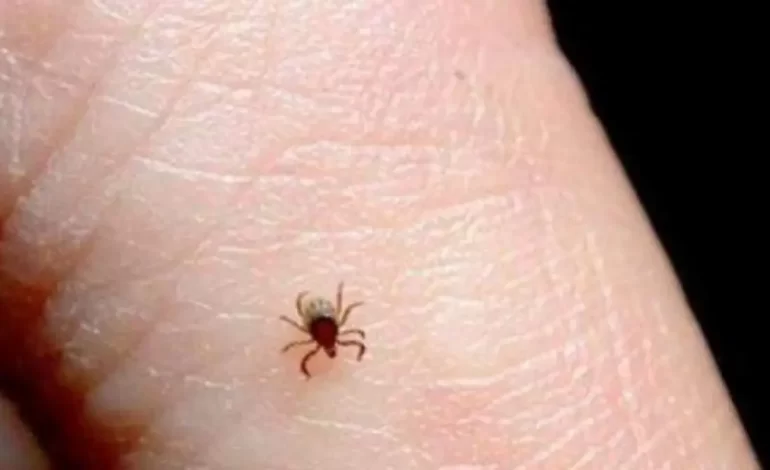 Acumula la entidad 68 casos y 31 muertes por rickettsiosis