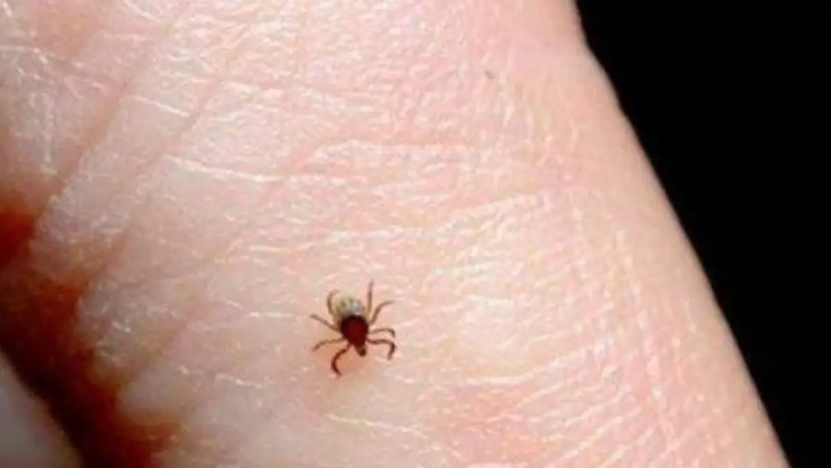 Acumula la entidad 68 casos y 31 muertes por rickettsiosis