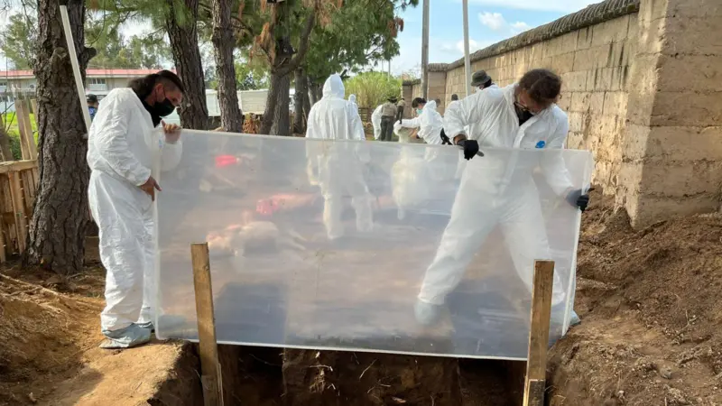 Cómo los cerdos y los insectos están ayudando a encontrar a los desaparecidos en México