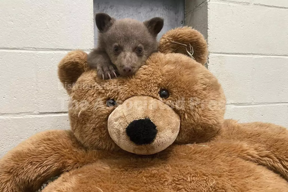 Osezno huérfano encuentra consuelo en un oso de peluche y cuidadores disfrazados