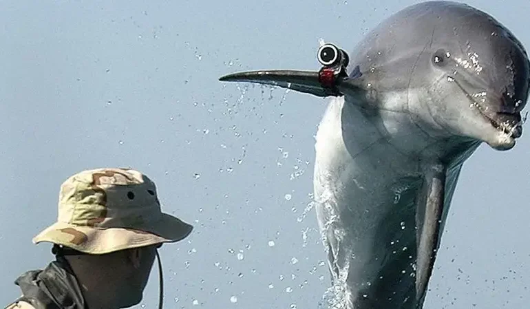 La historia de los delfines suicidas que Irán compró a Ucrania