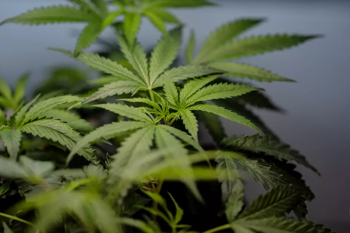 Aumentan los casos de nauseas entre consumidores crónicos de marihuana en EEUU